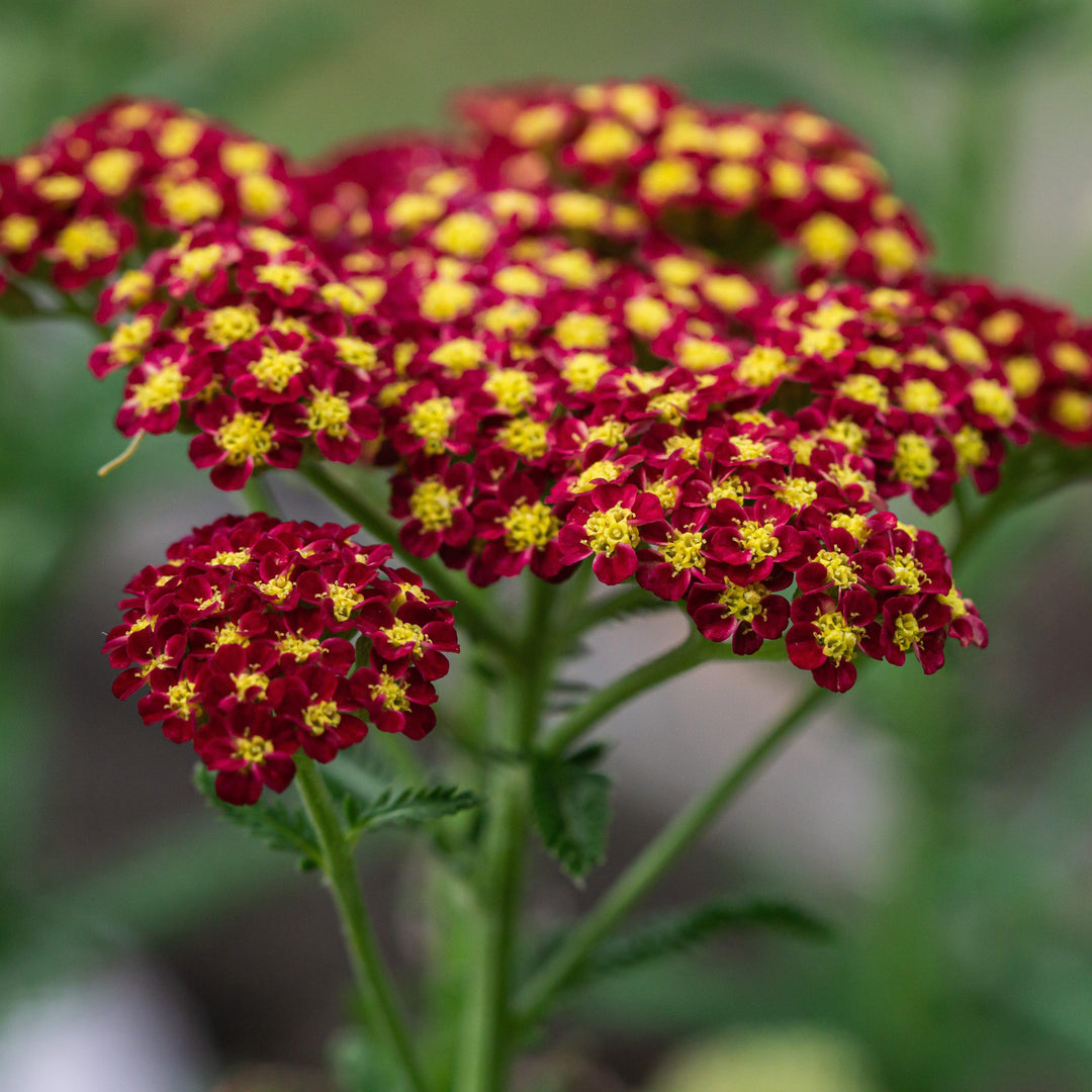 Achillea millefolium 'Strawberry Seduction' ~ Strawberry Seduction Yarrow-ServeScape