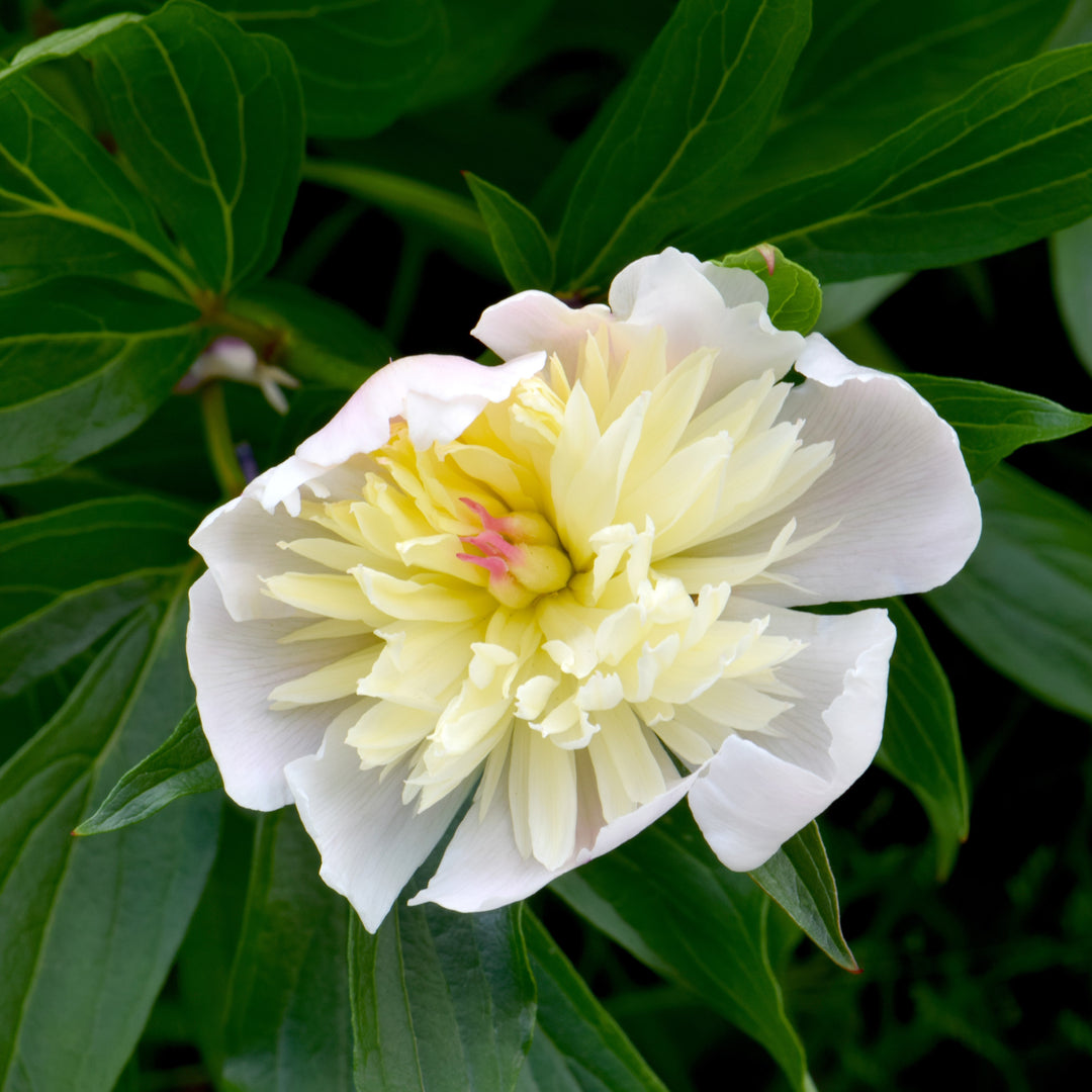 Paeonia lactiflora 'Immaculee' ~ Immaculee Peony-ServeScape