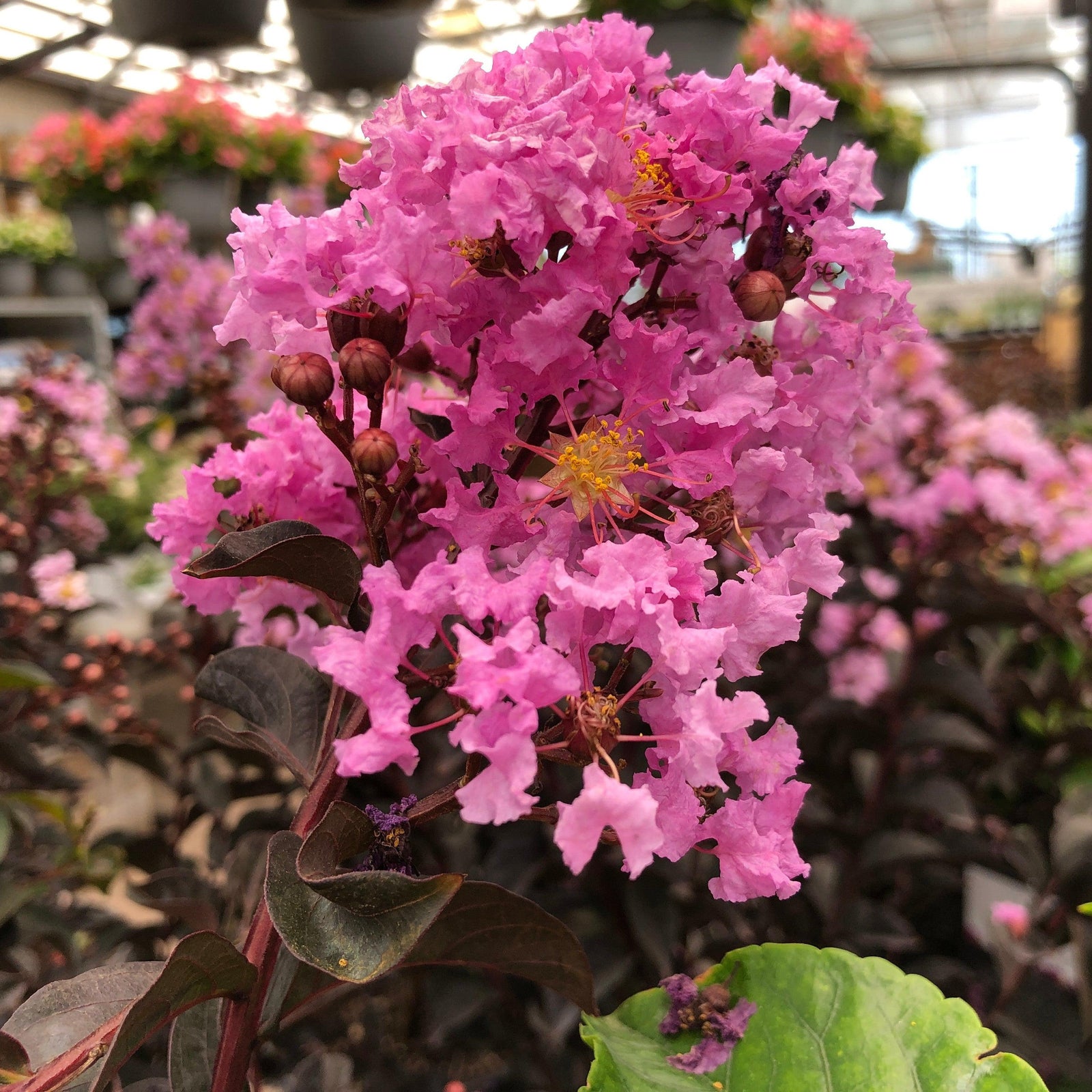 Lagerstroemia x 'JM8' ~ Thunderstruck™ Lavender Skies™ Crape Myrtle-ServeScape