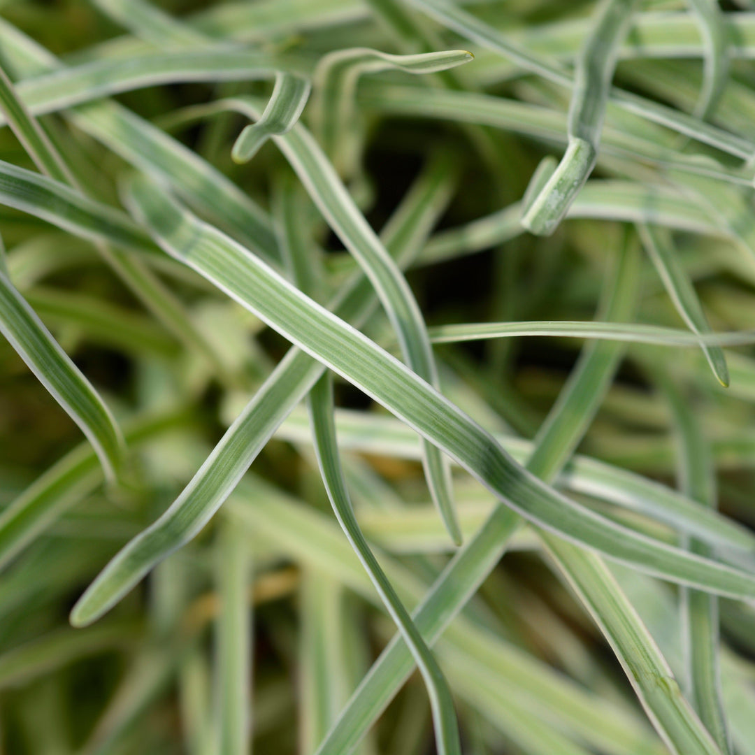 Tulbaghia violacea 'Variegata' ~ Variegated Society Garlic-ServeScape