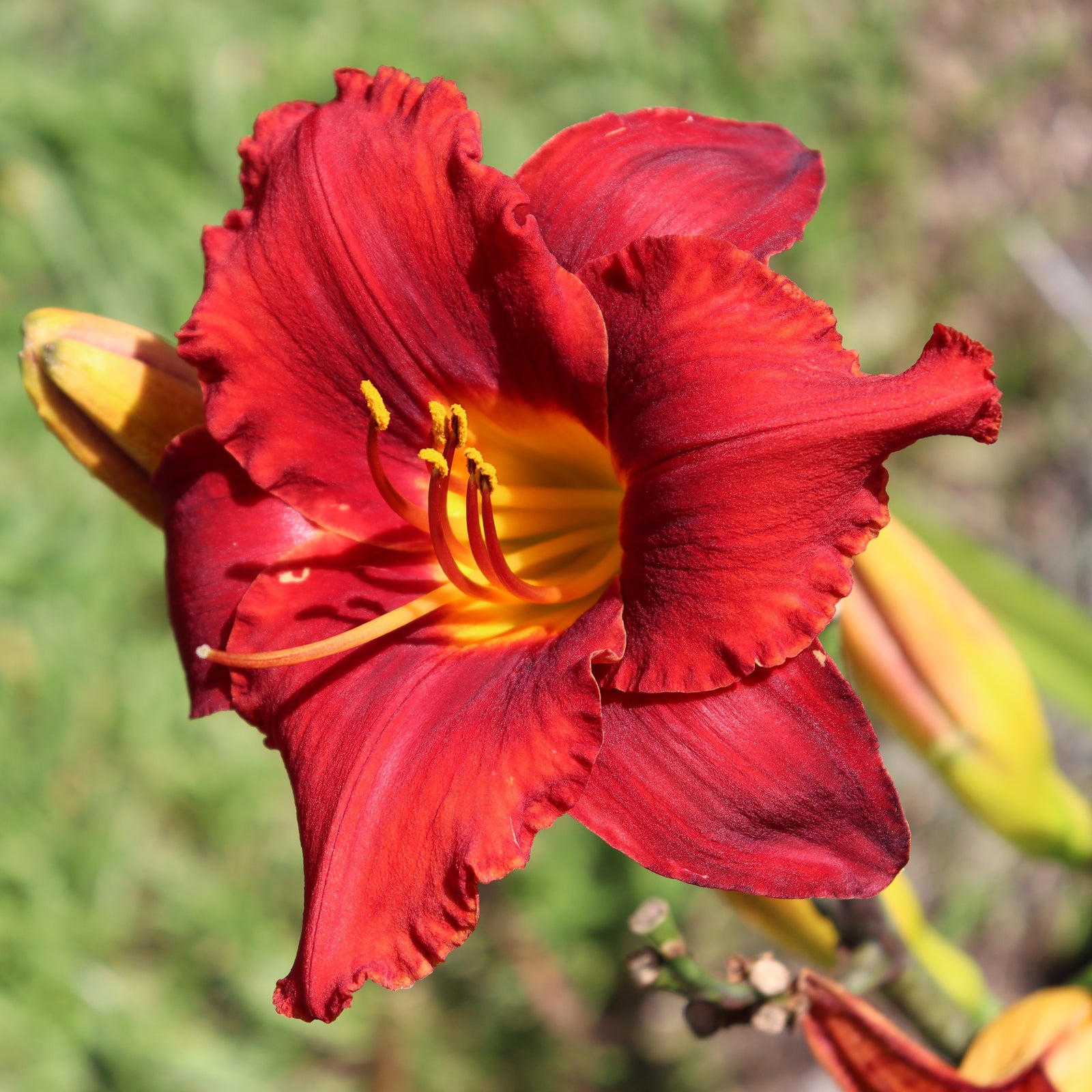 Hemerocallis 'Blazing Returns' ~ Blazing Returns Daylily-ServeScape