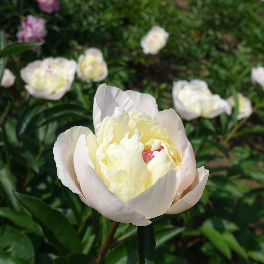 Paeonia lactiflora 'Immaculee' ~ Immaculee Peony-ServeScape