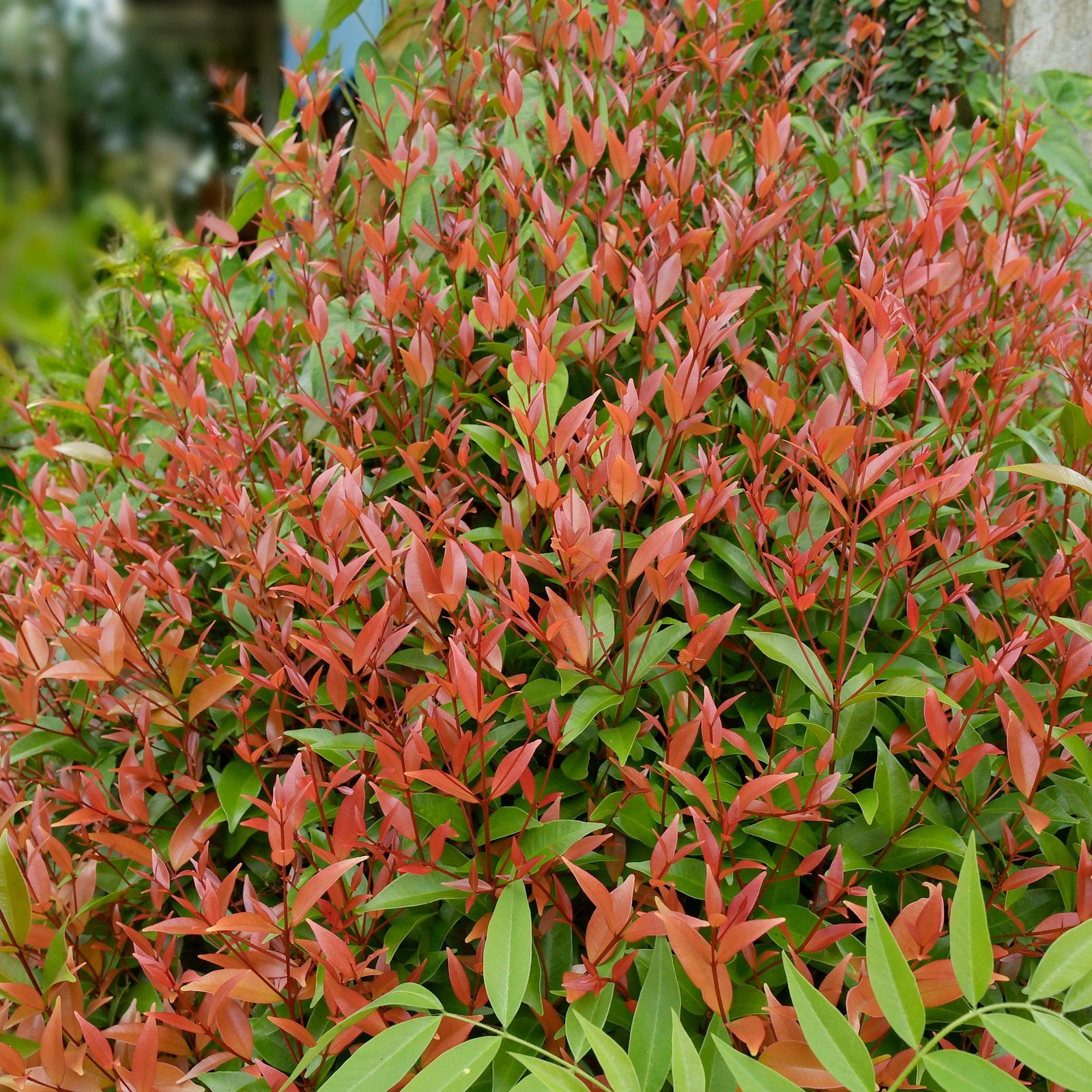 Nandina domestica 'ZHNAN28' ~ Cool Glow® Peach Heavenly Bamboo-ServeScape