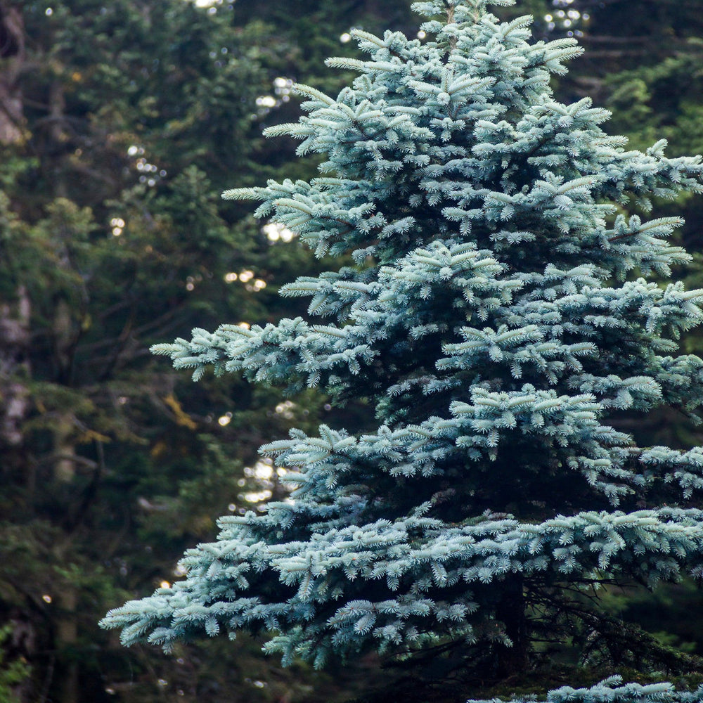 Picea pungens 'Iseli Foxtail' ~ Iseli Foxtail Blue Spruce-ServeScape