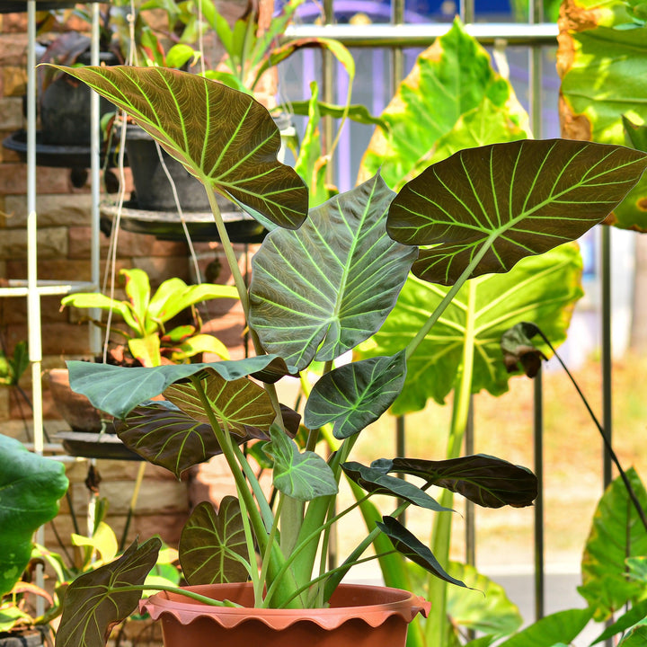 Alocasia 'Regal Shields' ~ Monrovia® Regal Shields Alocasia-ServeScape