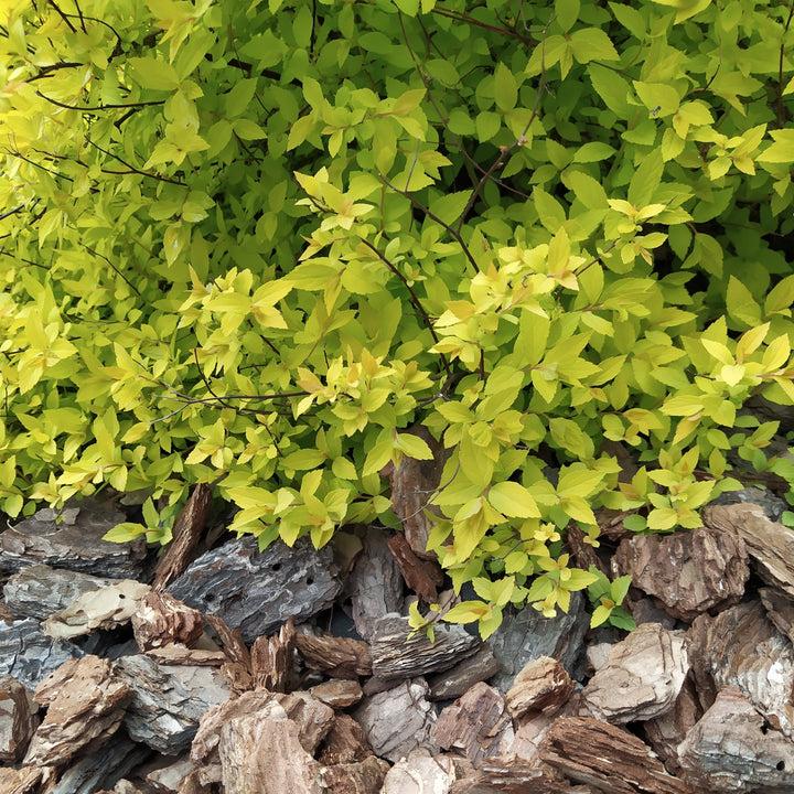 Spiraea japonica 'Golden Select' ~ Poprocks® Pineapple Spirea-ServeScape