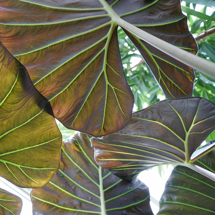 Alocasia 'Regal Shields' ~ Monrovia® Regal Shields Alocasia-ServeScape