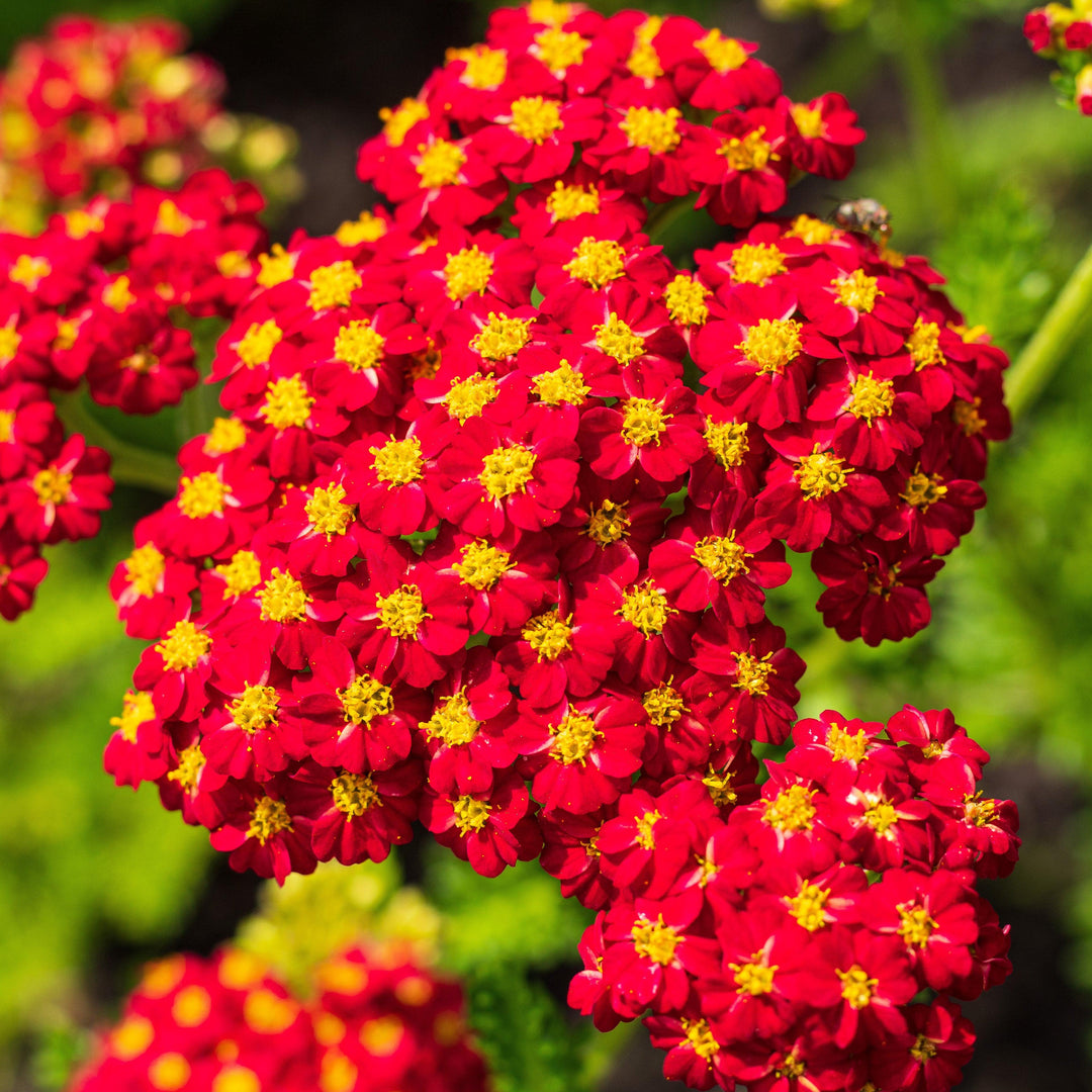 Achillea millefolium 'Strawberry Seduction' ~ Strawberry Seduction Yarrow-ServeScape