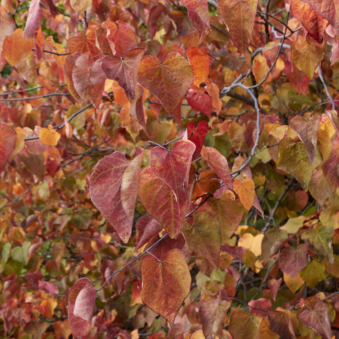 Cercis canadensis 'JN100' ~ Hearts A'Fire™ Redbud-ServeScape