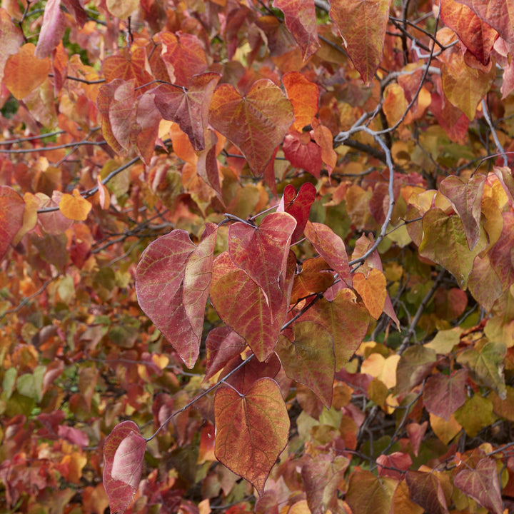 Cercis canadensis 'JN100' ~ Hearts A'Fire™ Redbud-ServeScape