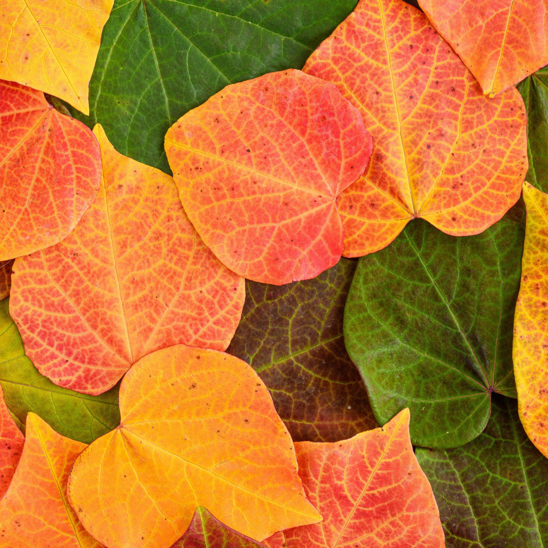 Cercis canadensis 'JN100' ~ Hearts A'Fire™ Redbud-ServeScape