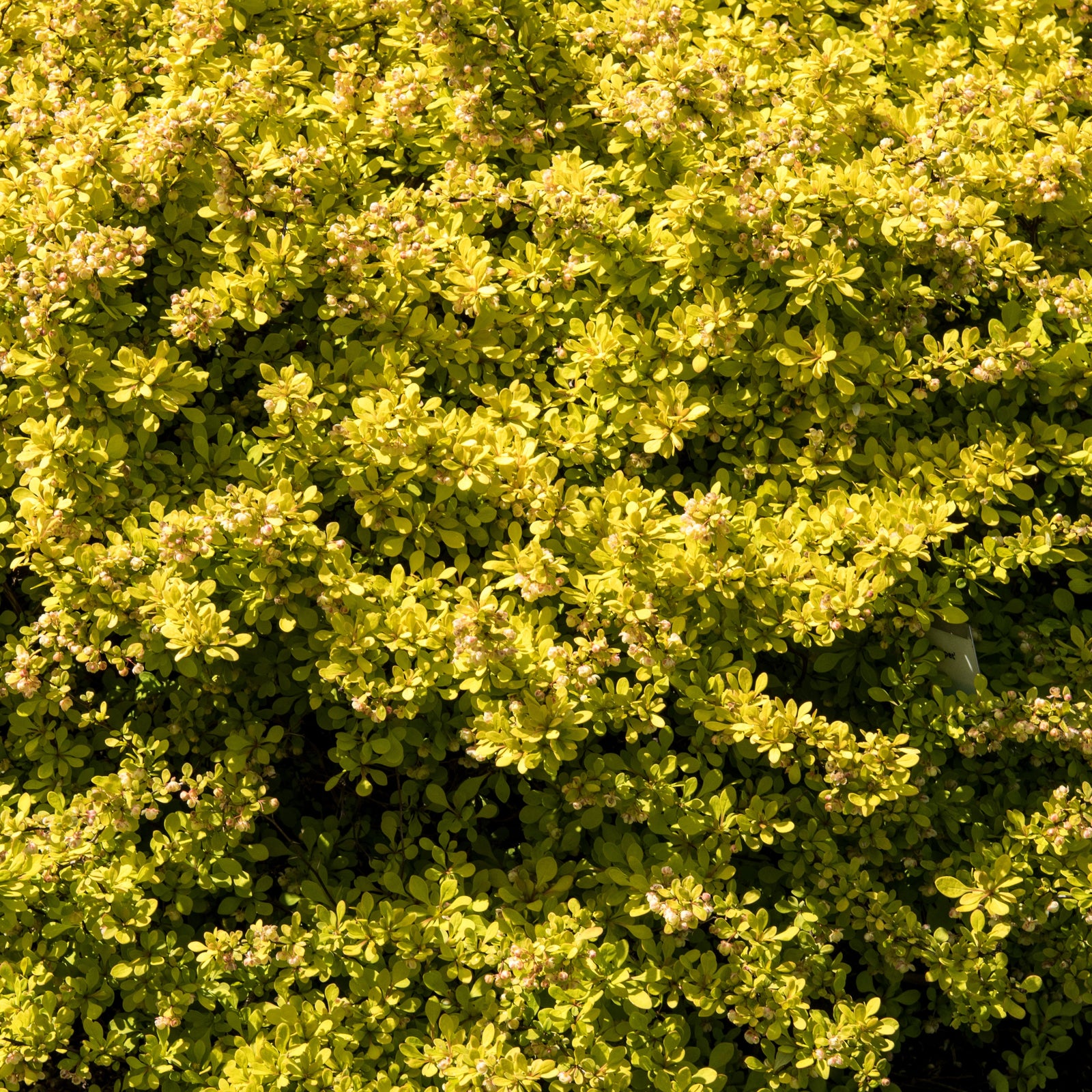 Berberis thunbergii 'Golden Carpet' ~ Golden Carpet Barberry-ServeScape