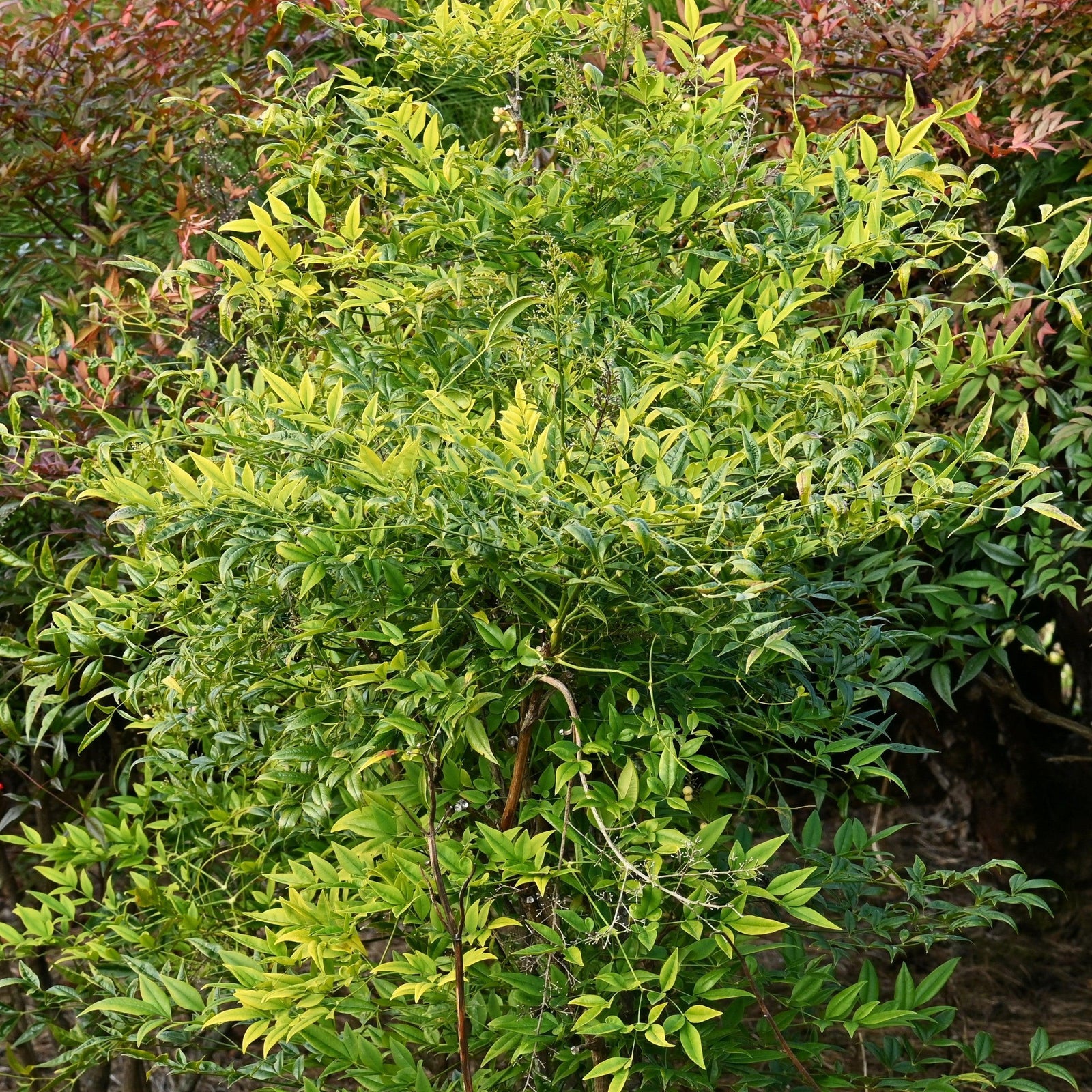 Nandina domestica 'ZHNAN102' ~ Cool Glow® Lime Heavenly Bamboo-ServeScape