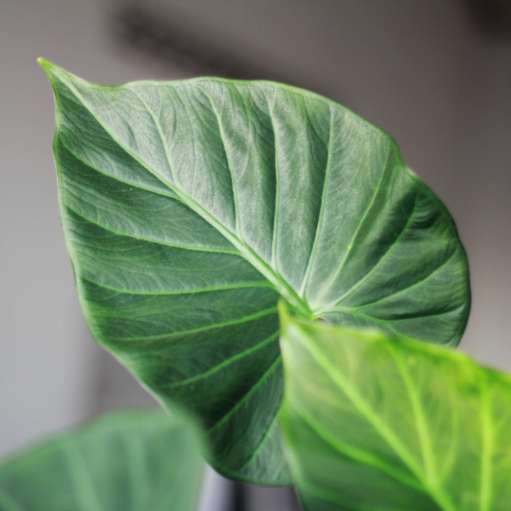 Alocasia 'Regal Shields' ~ Monrovia® Regal Shields Alocasia-ServeScape