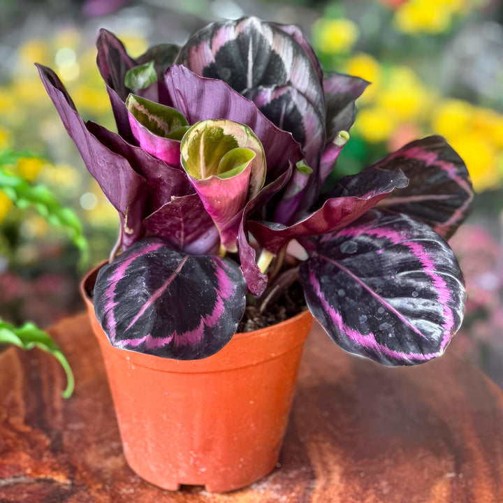 Calathea roseopicta 'Dottie' ~Monrovia® Dottie Calathea-ServeScape
