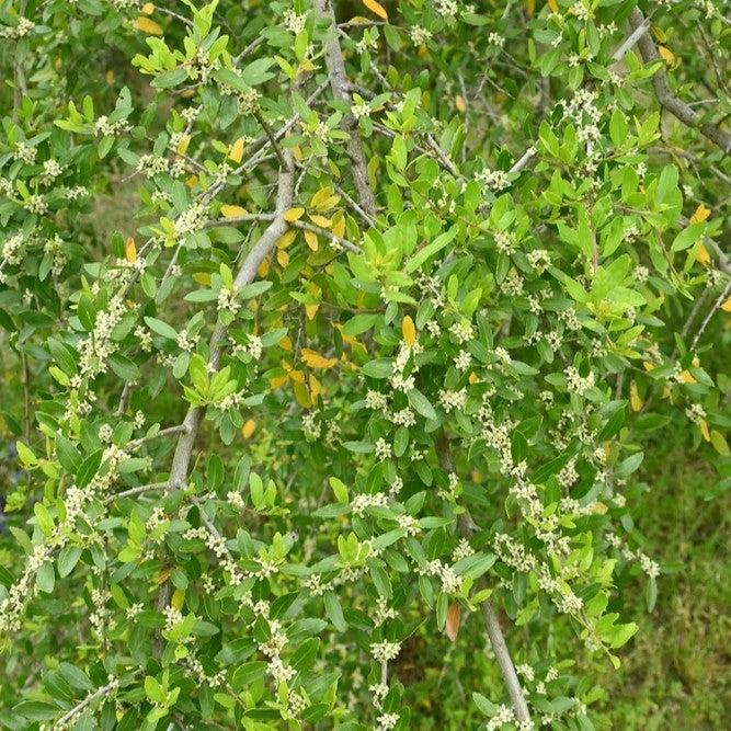 Ilex vomitoria 'Pendula' ~ Weeping Yaupon Holly-ServeScape