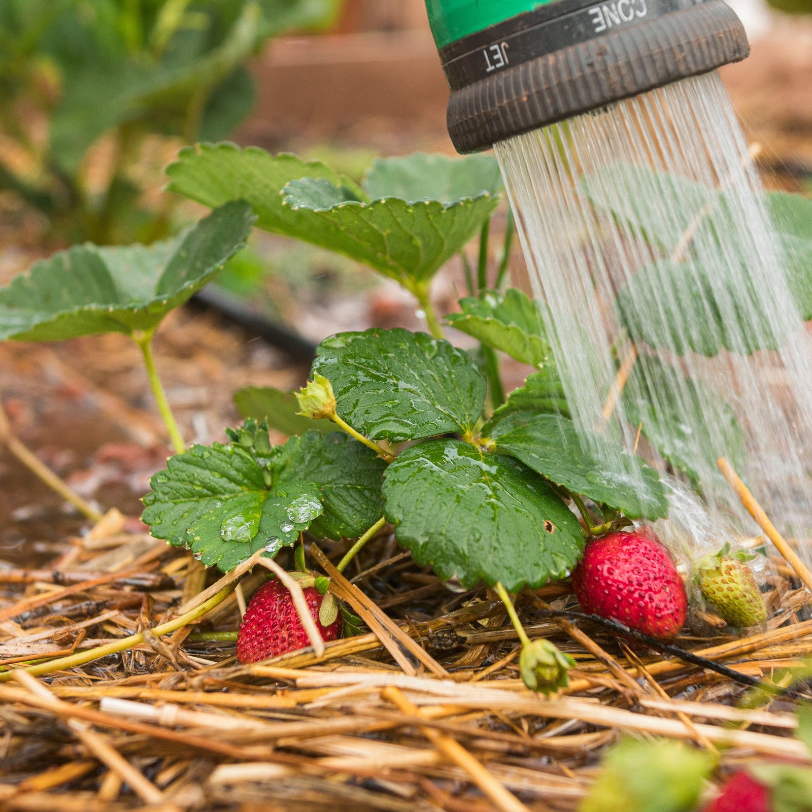 Fragaria x ananassa 'Quinault’ ~ Quinault Strawberry-ServeScape