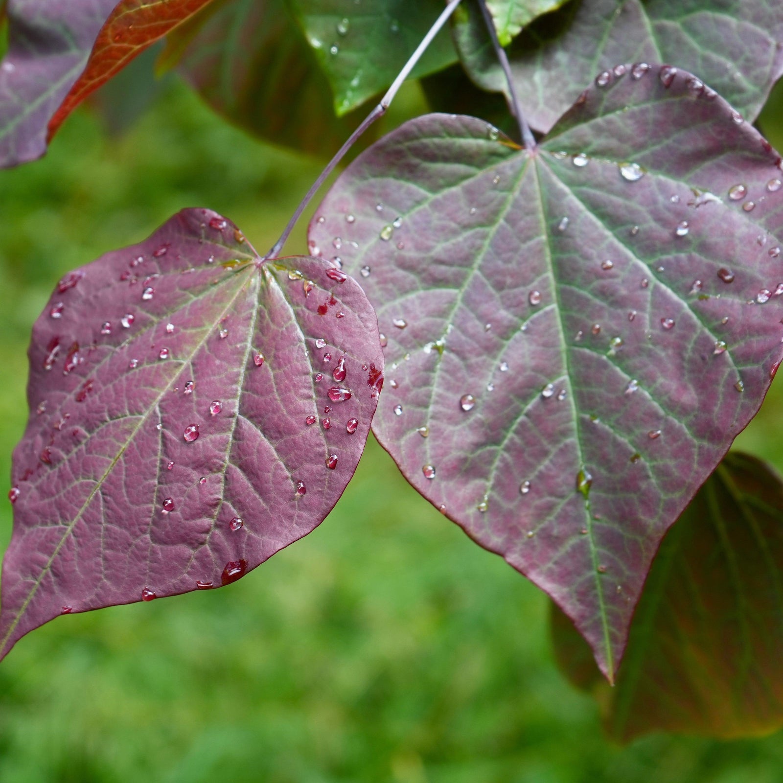 Cercis canadensis 'Greswan' ~ Burgundy Hearts® Redbud-ServeScape