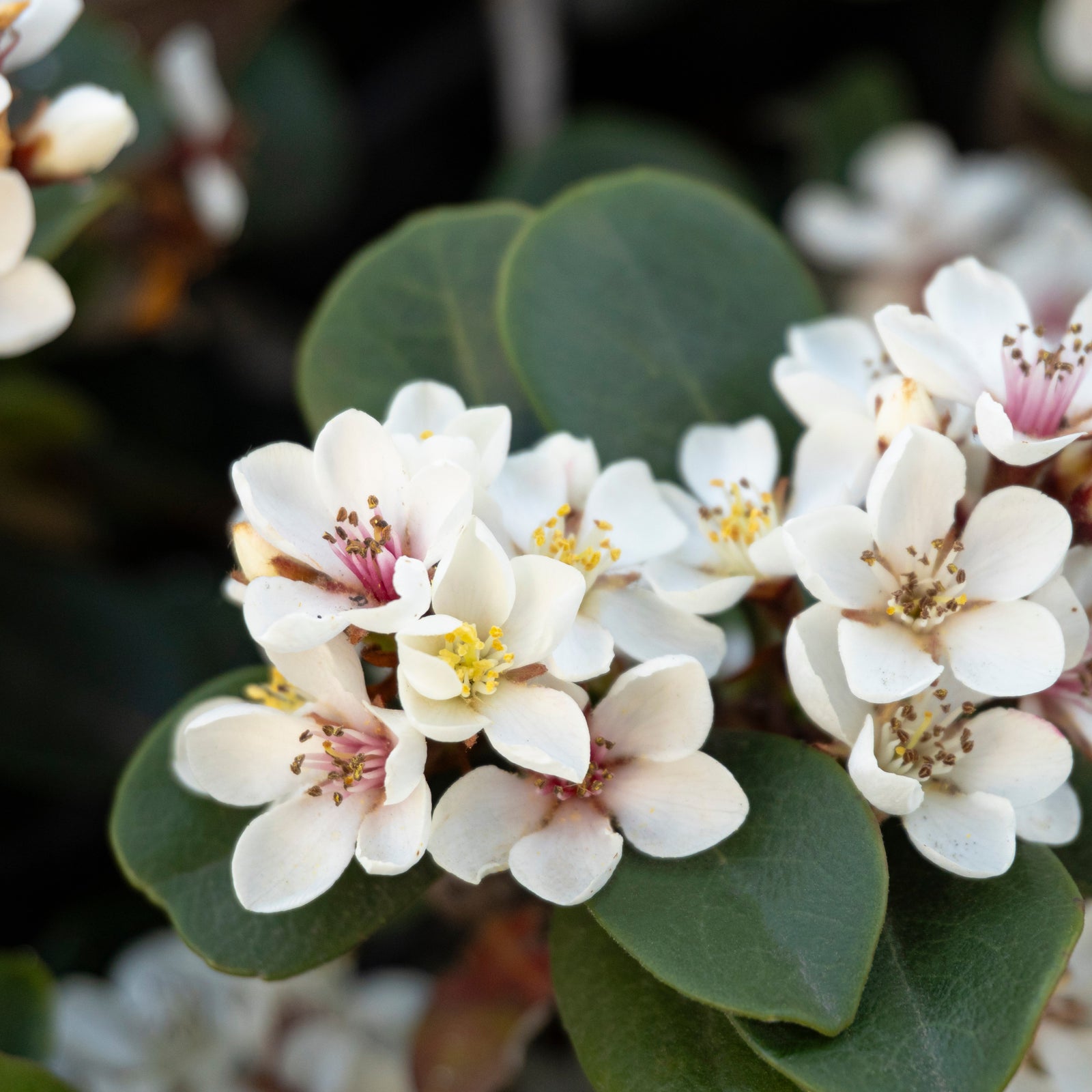 Raphiolepis indica 'Wilcor' PP17972 ~ Clean Sweep™ Spring Sonata™ Indian Hawthorn-ServeScape