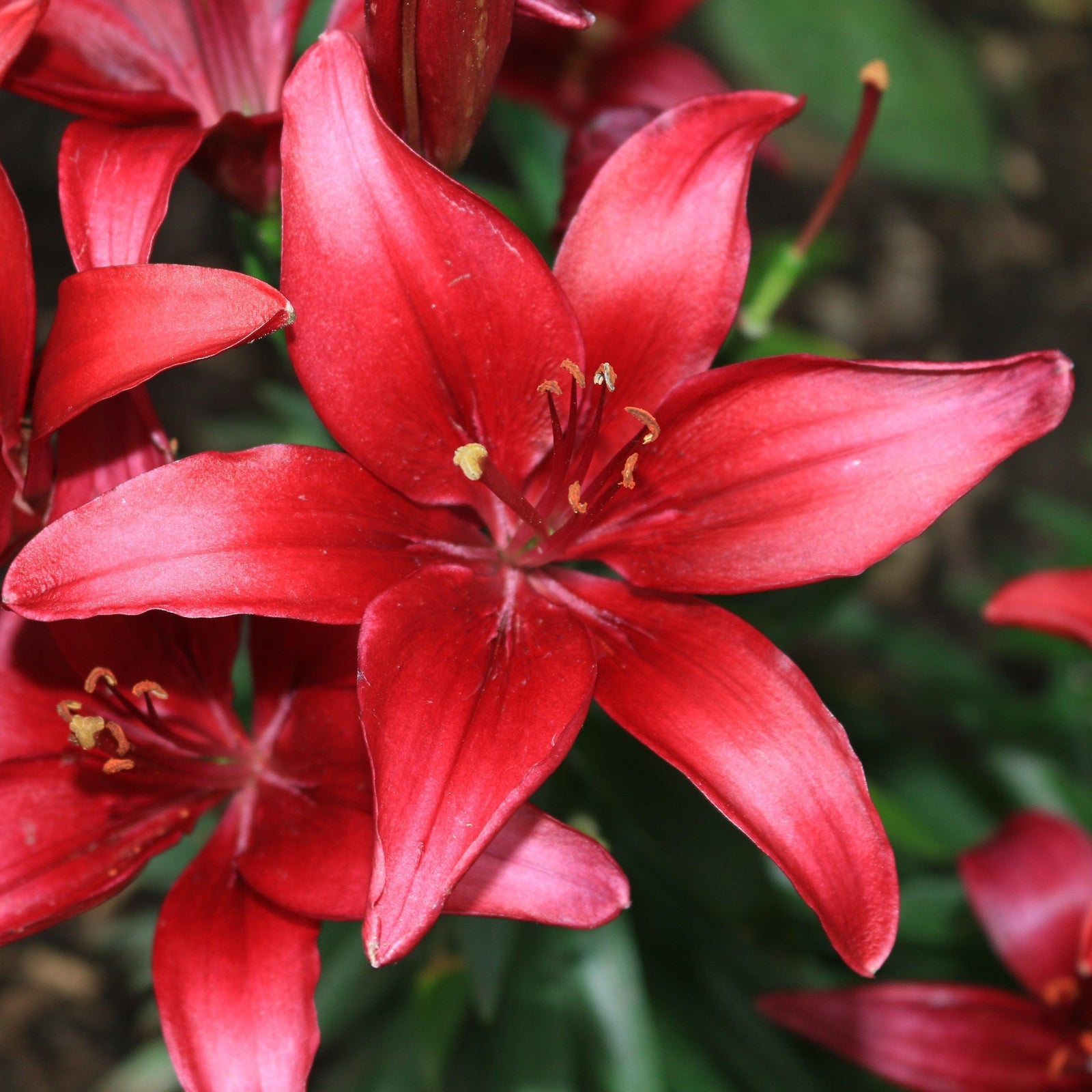 Lilium 'Claret Joy' ~ Claret Joy Asiatic Lily-ServeScape