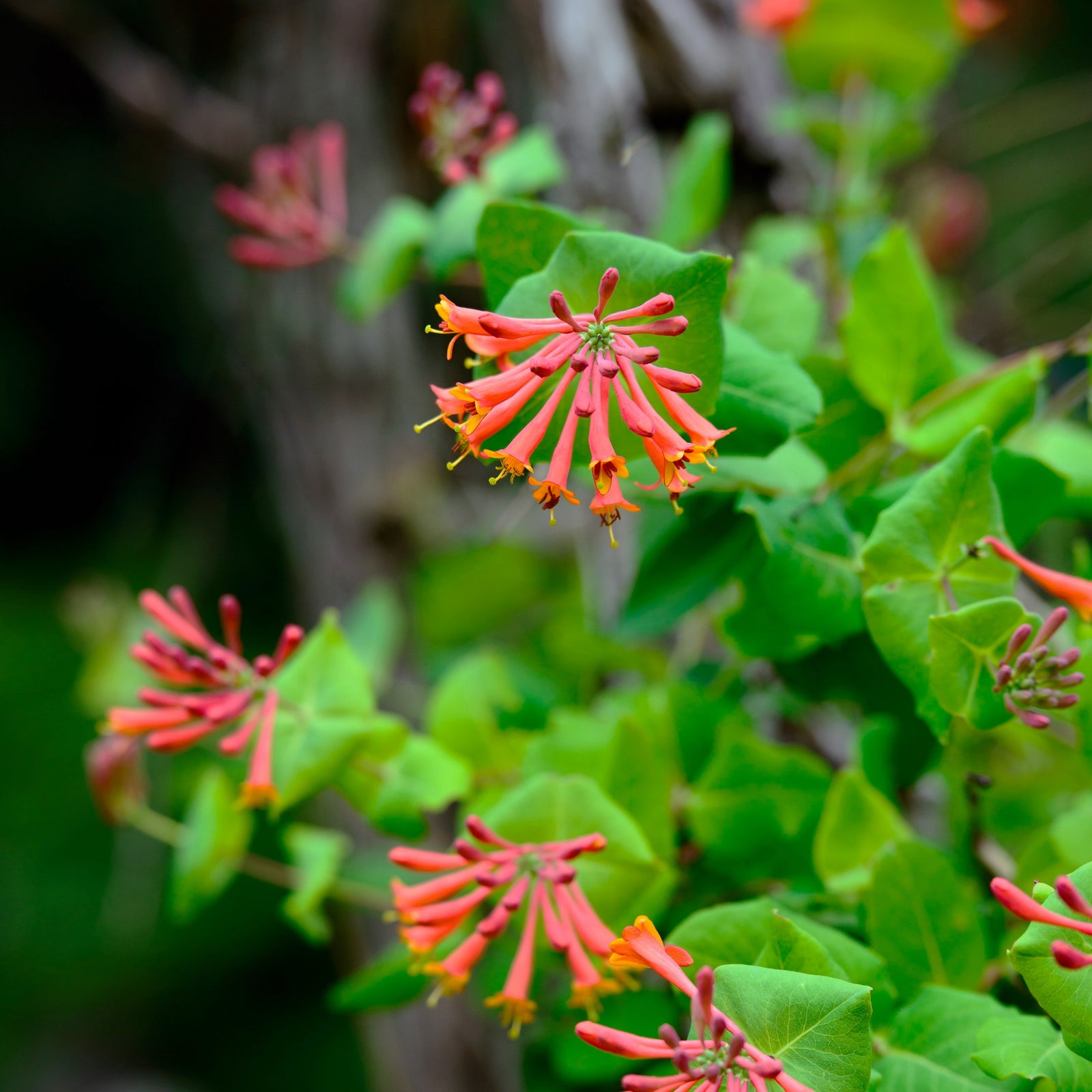Lonicera sempervirens 'Magnifica' ~ Magnifica Honeysuckle-ServeScape