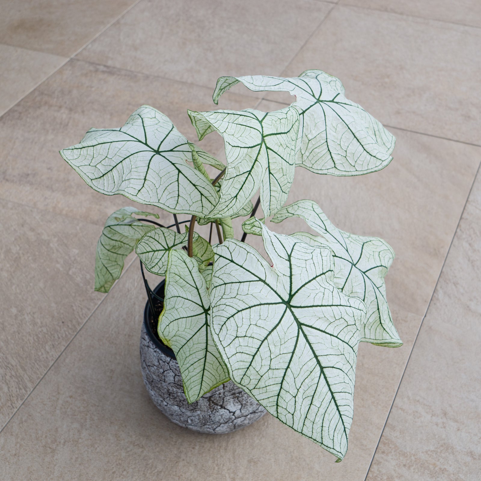 Caladium 'Candidum Sr.' ~ Candidum Sr. Caladium-ServeScape