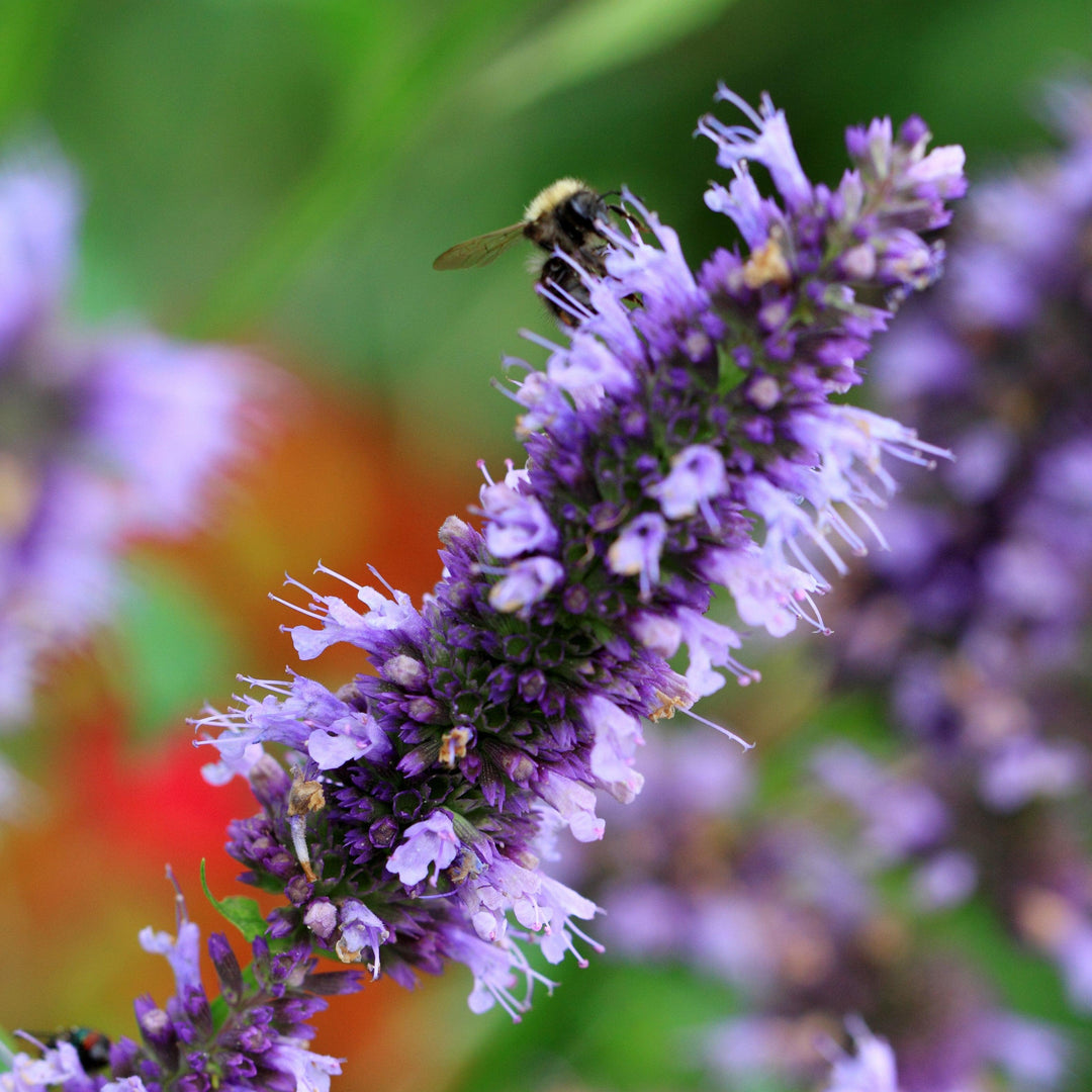 Agastache rugosa 'Little Adder' ~ Little Adder Hyssop-ServeScape