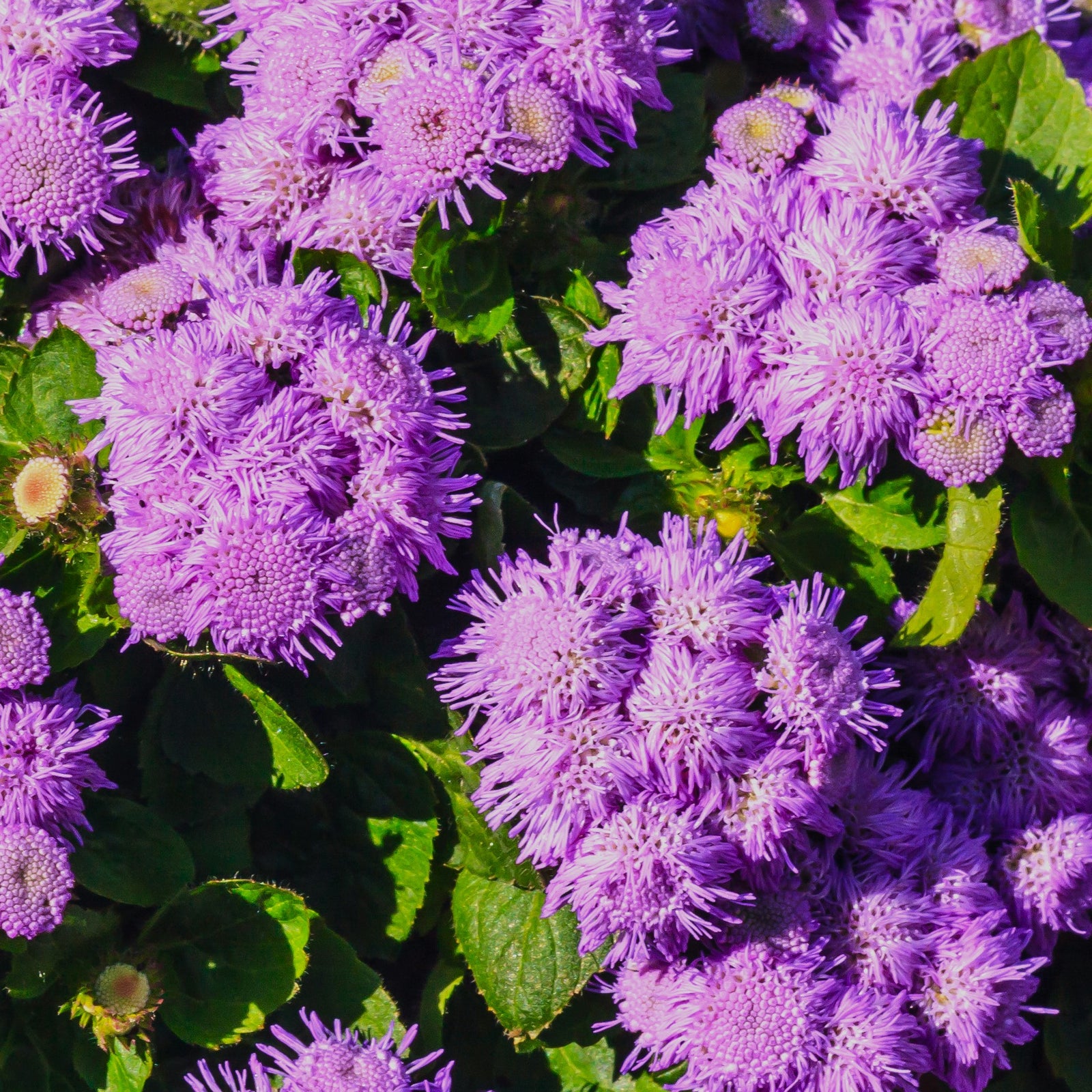 Ageratum 'Wesagbubl' ~ Bumble™ Blue Floss Flower-ServeScape