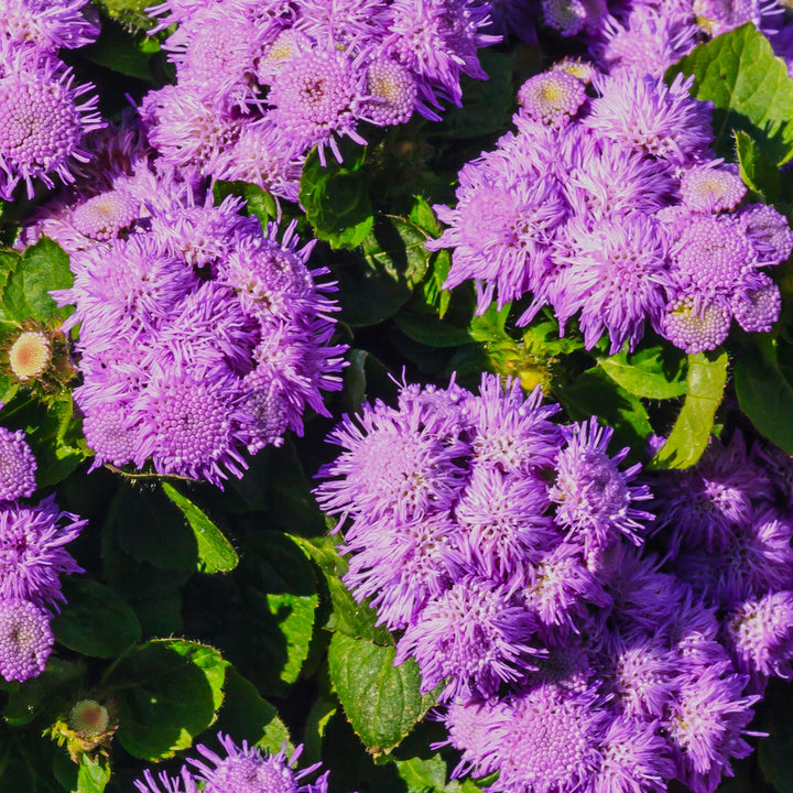 Ageratum 'Wesagbubl' ~ Bumble™ Blue Floss Flower-ServeScape