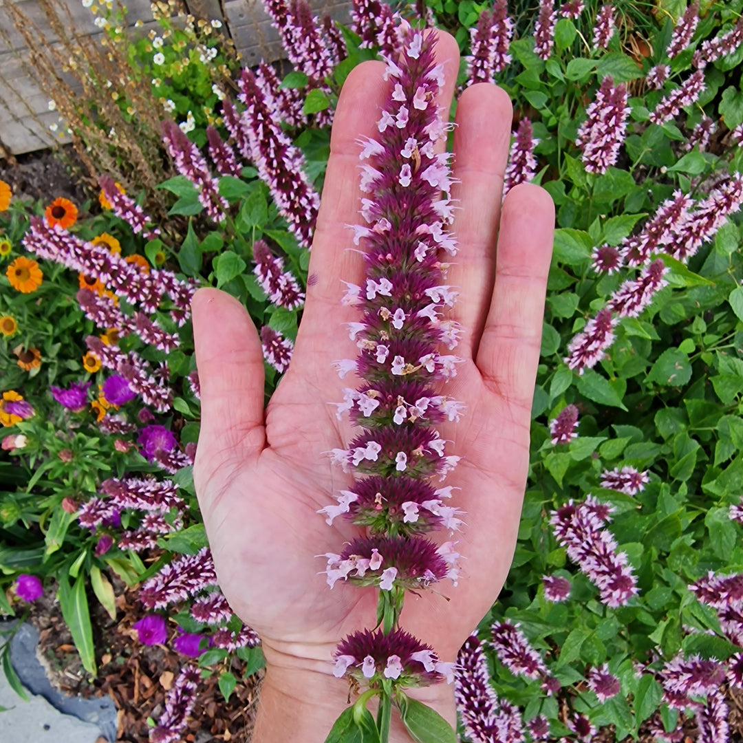 Agastache 'Agapk' ~ Monrovia® Beelicious® Pink Agastache-ServeScape