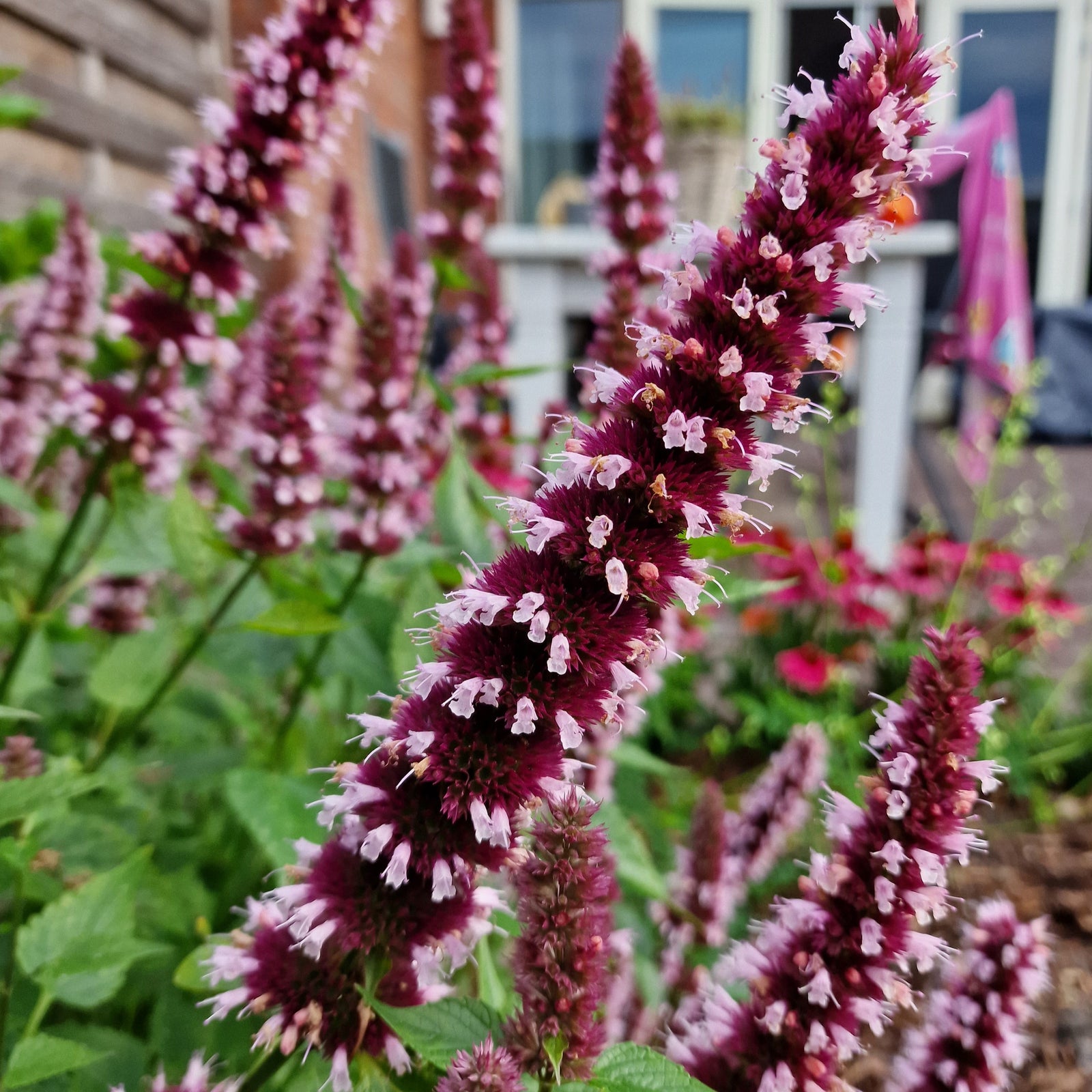 Agastache 'Agapk' ~ Monrovia® Beelicious® Pink Agastache-ServeScape