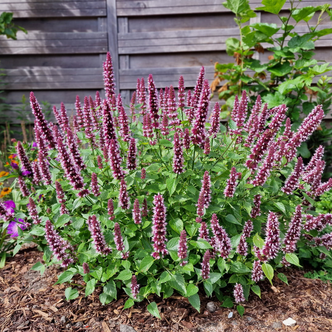 Agastache 'Agapk' ~ Monrovia® Beelicious® Pink Agastache-ServeScape