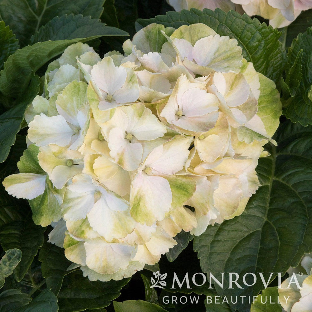 Hydrangea macrophylla 'HORTMABLO' PP30,268 ~ Monrovia® Seaside Serenade® Cape Lookout Hydrangea-ServeScape