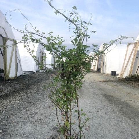 Akebia quinata ~ Chocolate Vine, Fiveleaf Akebia-ServeScape