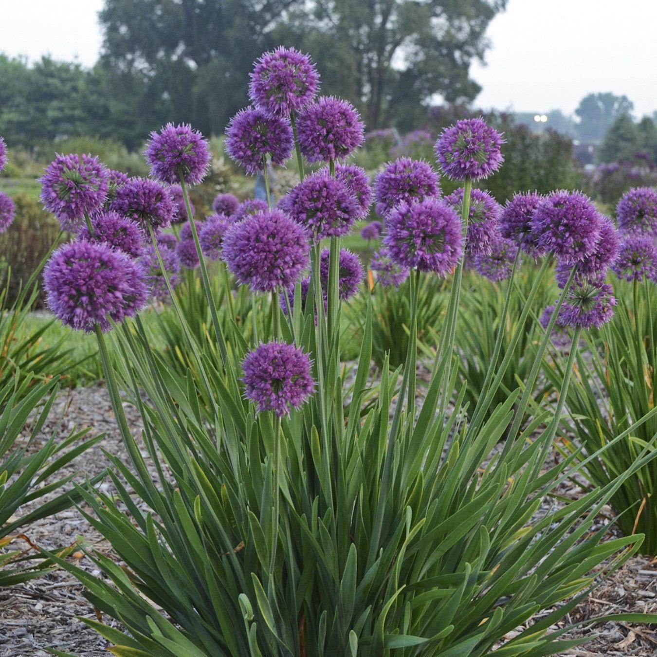Allium ‘Lavender Bubbles’ ~ Lavender Bubbles Ornamental Onion-ServeScape