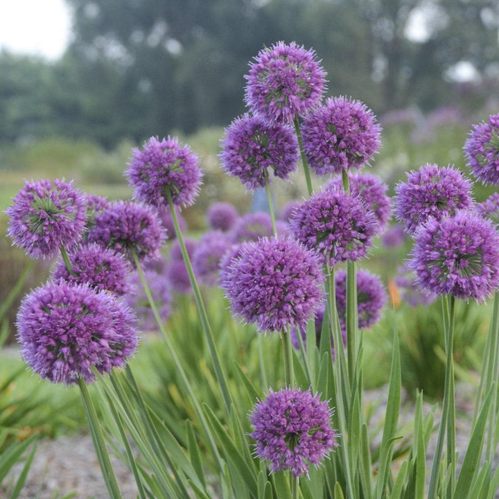 Allium ‘Lavender Bubbles’ ~ Lavender Bubbles Ornamental Onion-ServeScape