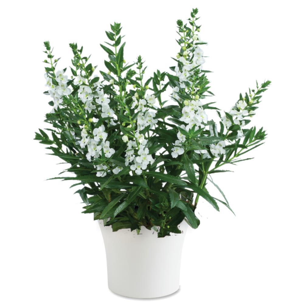 Angelonia angustifolia 'Alonia Big Snow' ~ Alonia™ Big Snow Summer Snapdragon-ServeScape