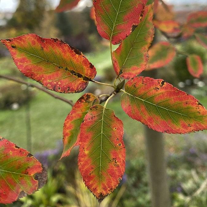 Amelanchier x grandiflora 'Robin Hill' ~ Robin Hill Serviceberry-ServeScape