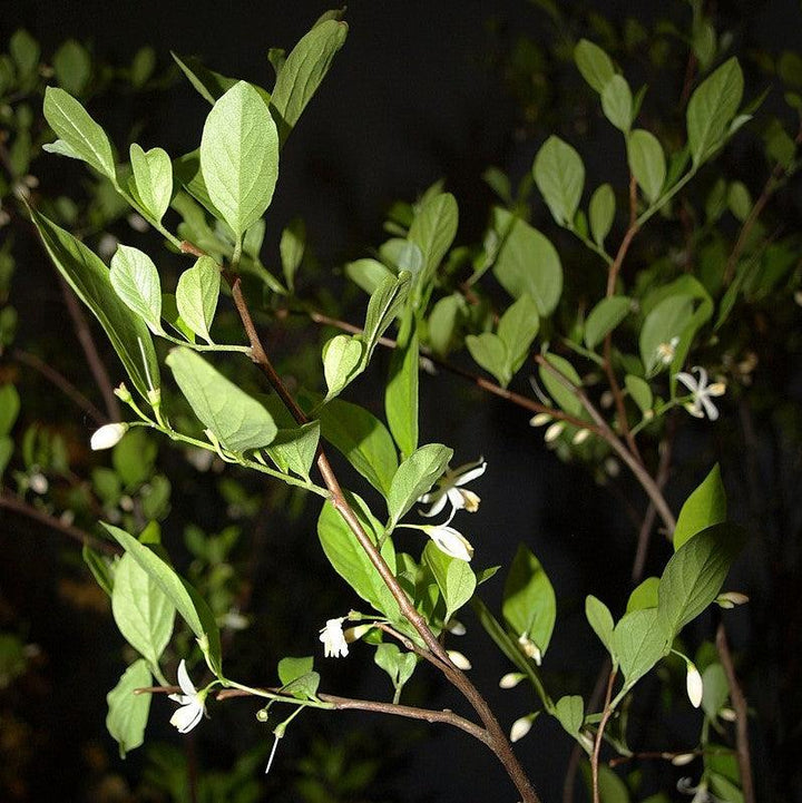 Styrax americanus ~ American Snowbell-ServeScape