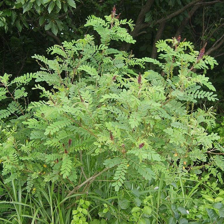 Amorpha fruticosa ~ Indigo Bush-ServeScape