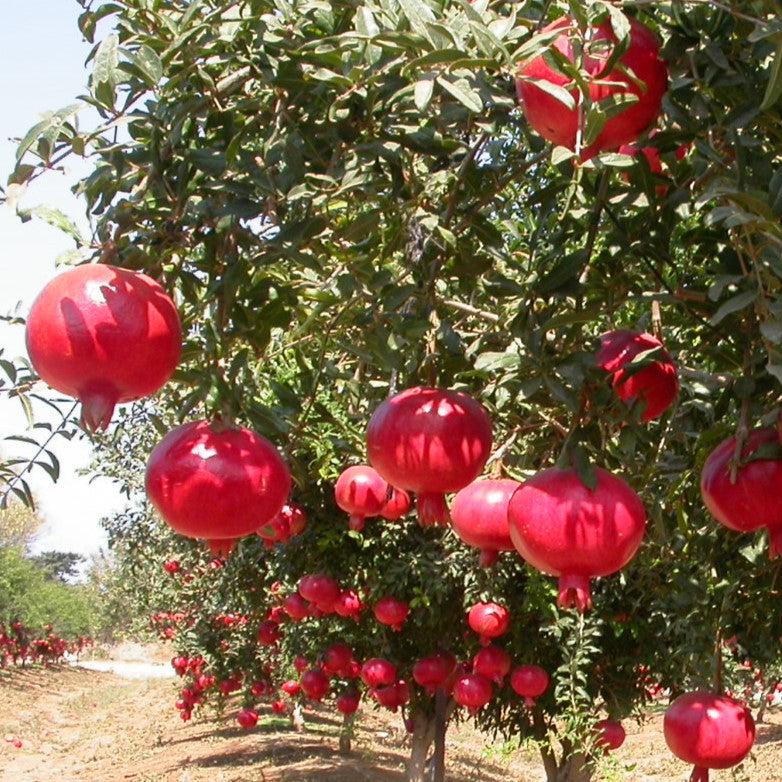Punica granatum 'Russian 26' ~ Russian Pomegranate-ServeScape