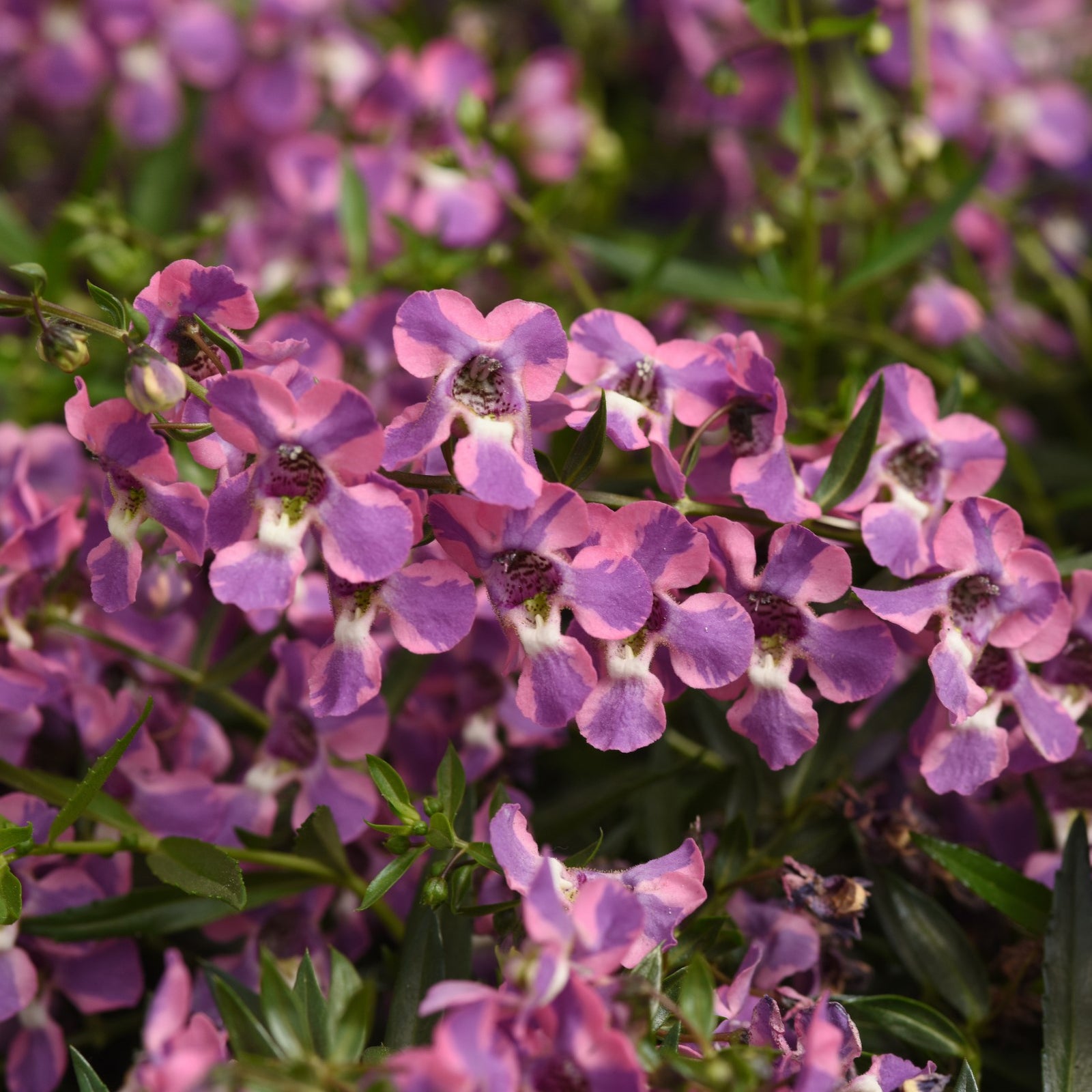 Angelonia angustifolia 'Balangspery' ~ AngelMist® Spreading Berry Sparkler Summer Snapdragon-ServeScape