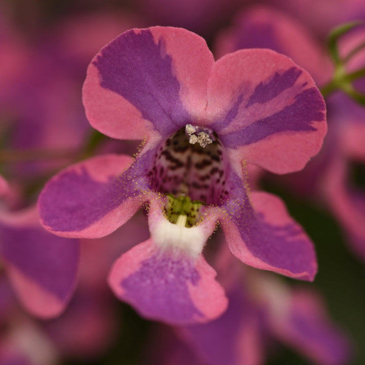 Angelonia angustifolia 'Balangspery' ~ AngelMist® Spreading Berry Sparkler Summer Snapdragon-ServeScape