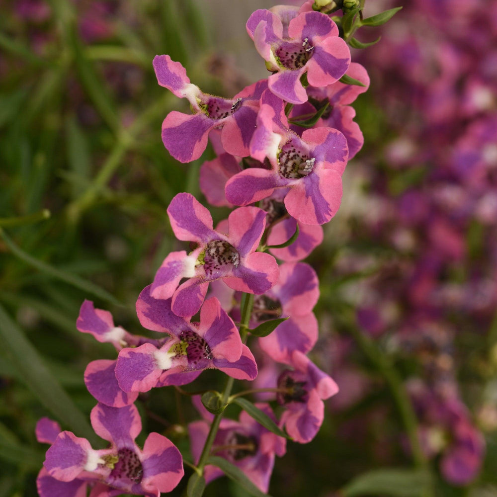 Angelonia angustifolia 'Balangspery' ~ AngelMist® Spreading Berry Sparkler Summer Snapdragon-ServeScape