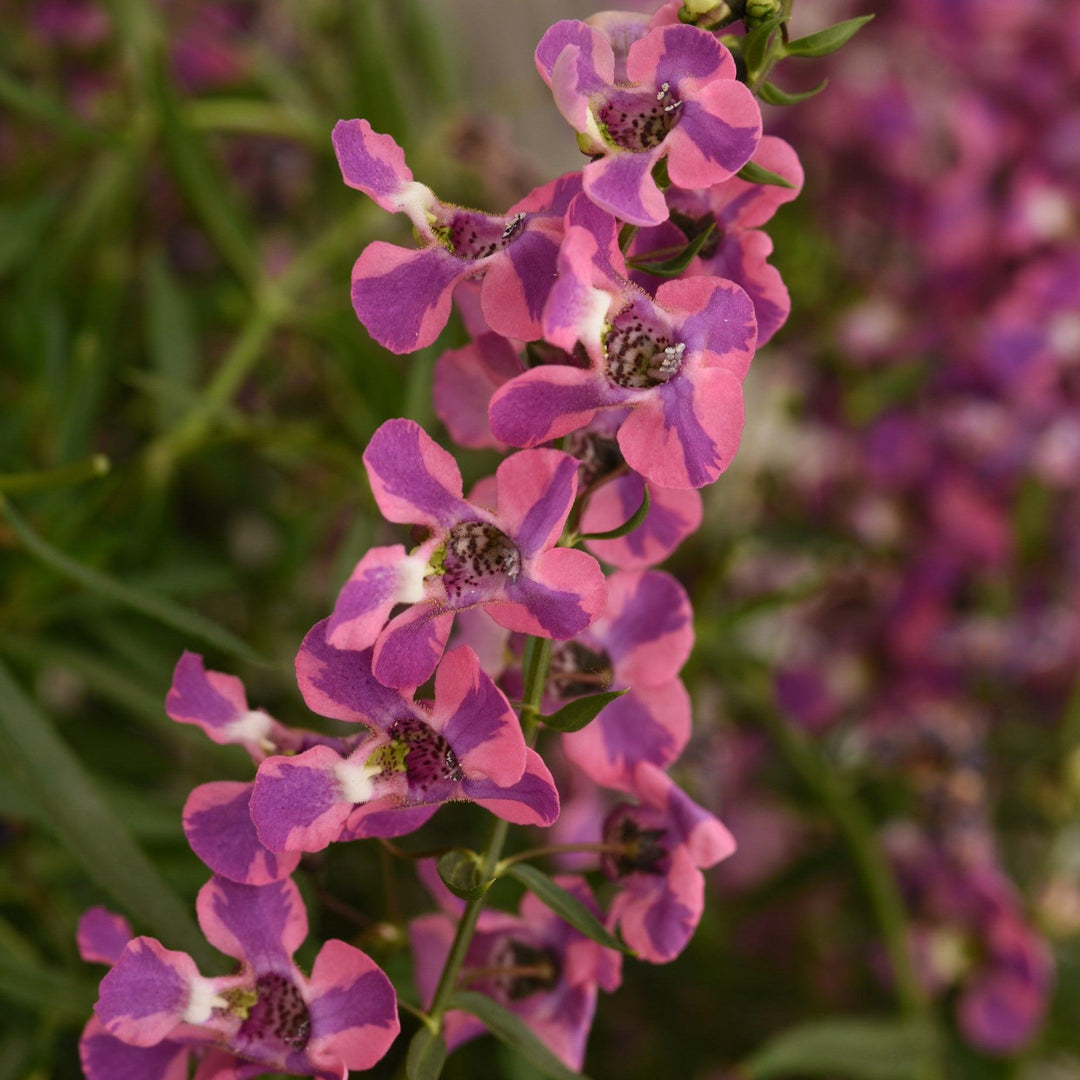 Angelonia angustifolia 'Balangspery' ~ AngelMist® Spreading Berry Sparkler Summer Snapdragon-ServeScape