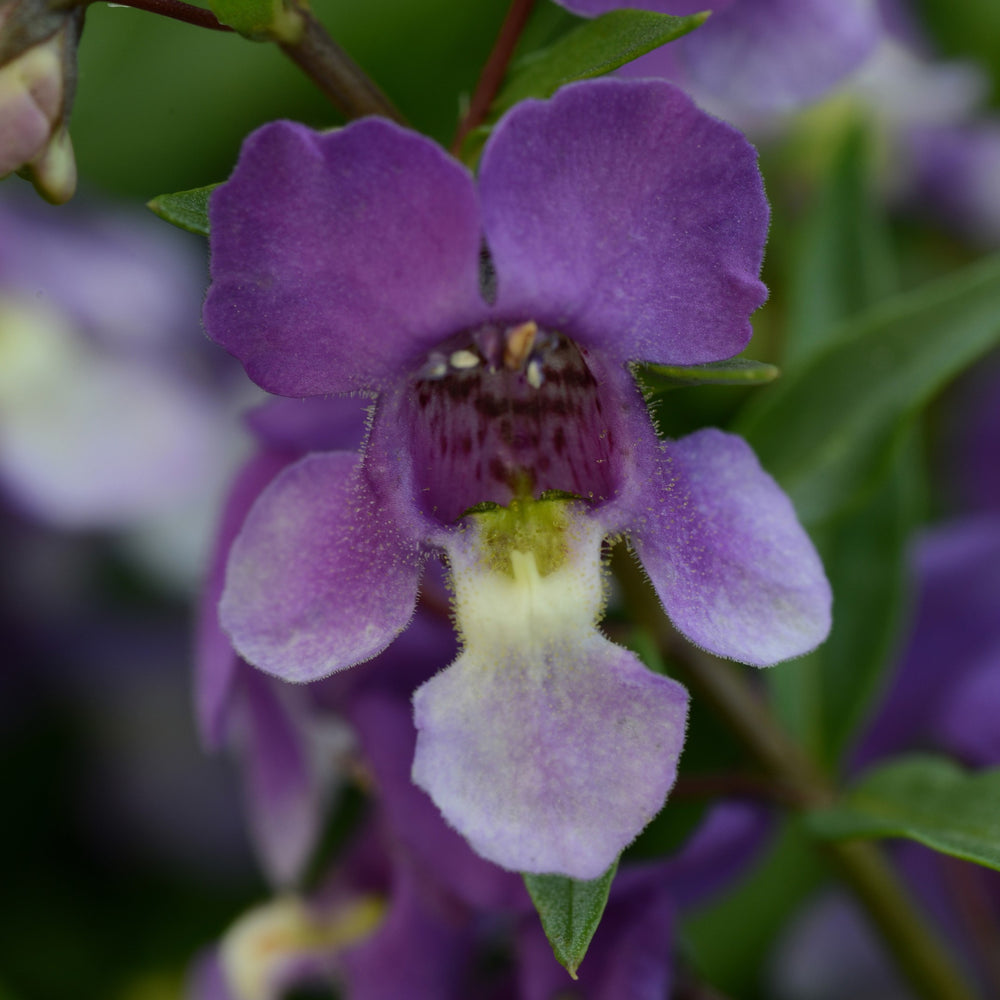 Angelonia angustifolia 'Balangspird' ~ AngelMist® Spreading Bluebird Summer Snapdragon-ServeScape