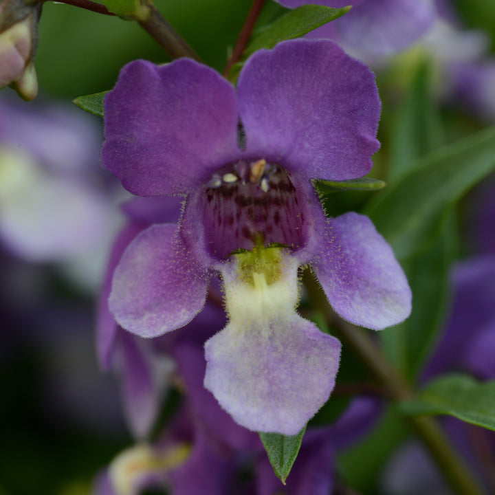 Angelonia angustifolia 'Balangspird' ~ AngelMist® Spreading Bluebird Summer Snapdragon-ServeScape