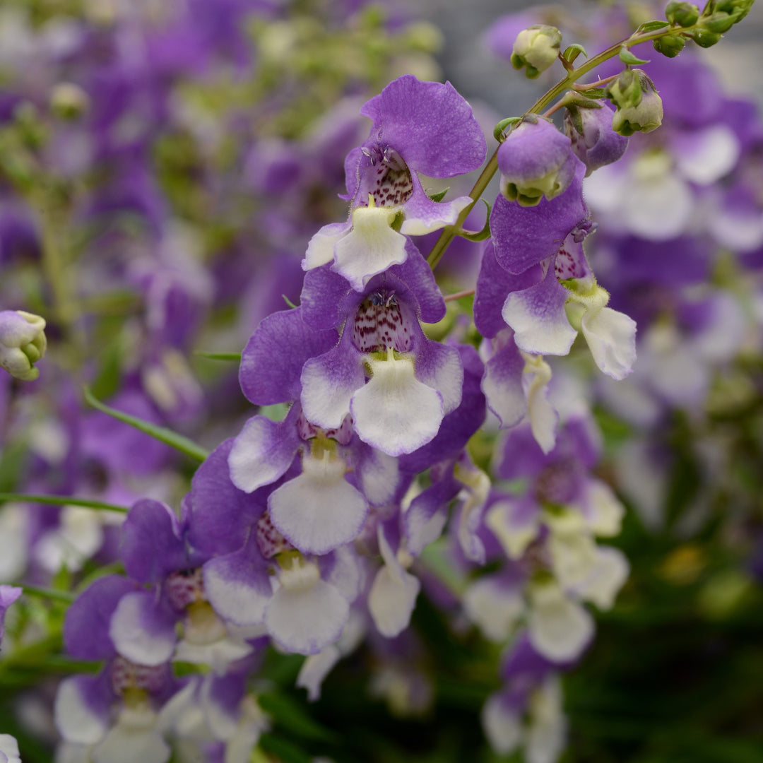 Angelonia angustifolia 'Balangspird' ~ AngelMist® Spreading Bluebird Summer Snapdragon-ServeScape