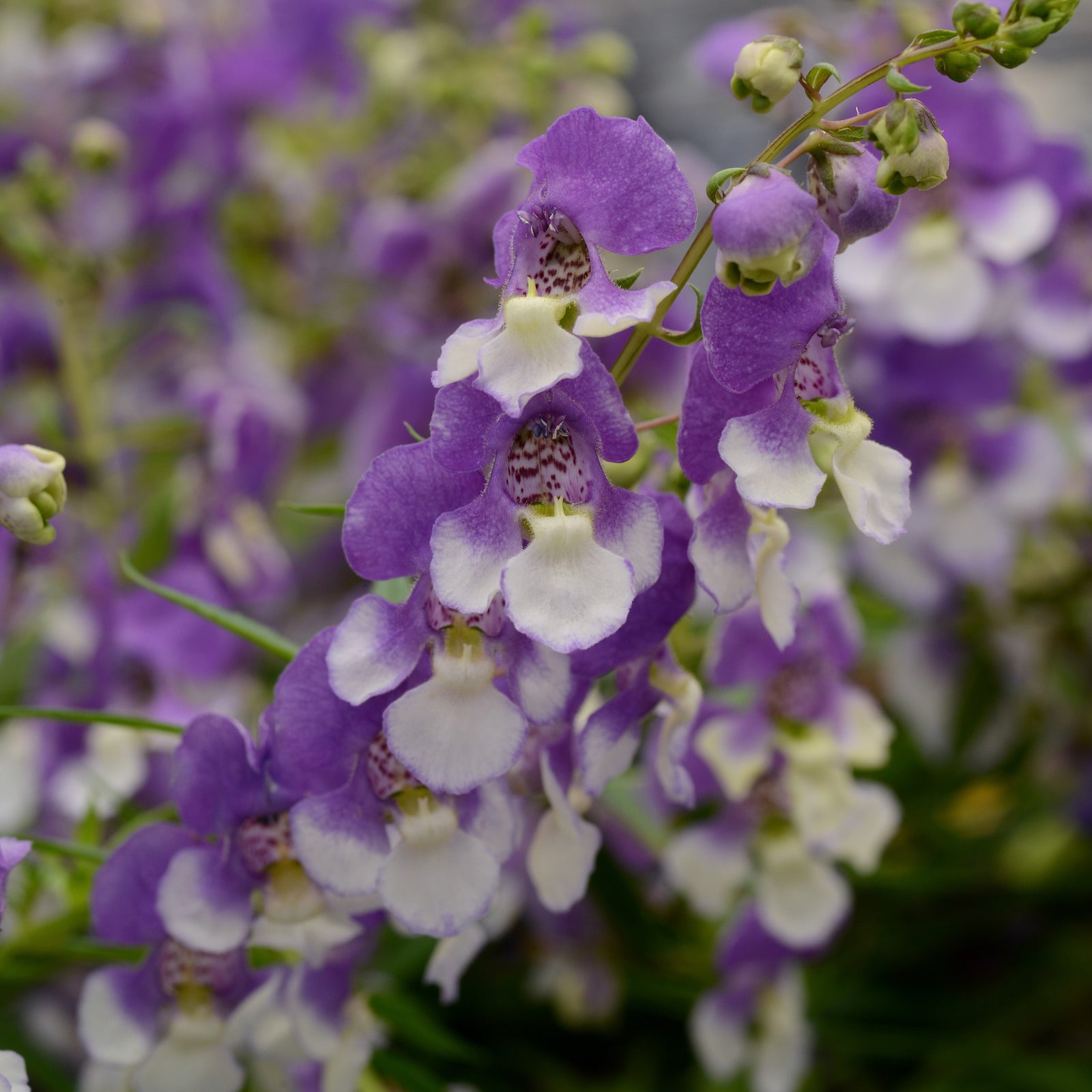 Angelonia angustifolia 'Balangspird' ~ AngelMist® Spreading Bluebird Summer Snapdragon-ServeScape
