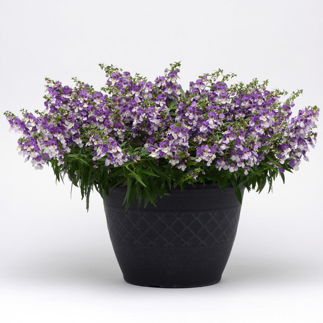 Angelonia angustifolia 'Balangspird' ~ AngelMist® Spreading Bluebird Summer Snapdragon-ServeScape